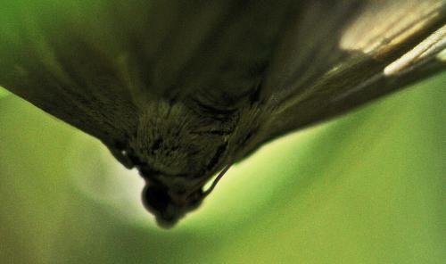 Cydalima perspectalis